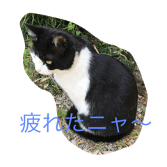[LINEスタンプ] 愛猫クロ