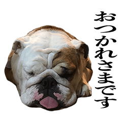 [LINEスタンプ] Eブルドックのさっちも。