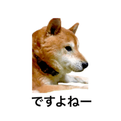 [LINEスタンプ] 迷犬ポン太様