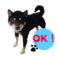 [LINEスタンプ] 豆柴まろの日常♪