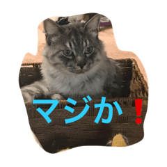 [LINEスタンプ] うちのピコです！