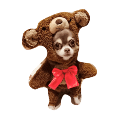 [LINEスタンプ] チワワ犬ヴェラちゃん