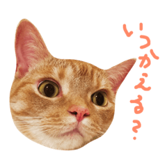 [LINEスタンプ] ウチネコ いくら