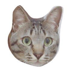 [LINEスタンプ] 猫のぎんじろう