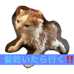 [LINEスタンプ] ノル君✖︎ブブさん