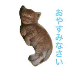 [LINEスタンプ] 佐藤家のねこ