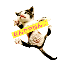 [LINEスタンプ] こねこのmii★