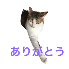 [LINEスタンプ] 猫  僕は猫。名前は小太郎である