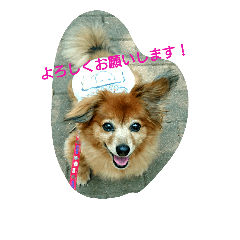 [LINEスタンプ] ポメックスの1日