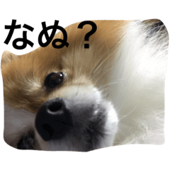[LINEスタンプ] ポメラニアンのロク