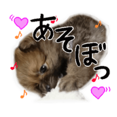 [LINEスタンプ] ポメラニアンのもん太