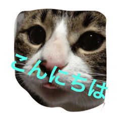 [LINEスタンプ] ちんさんと愉快な仲間たち