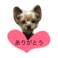 [LINEスタンプ] ヨークシャテリア.olle