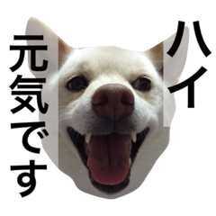 [LINEスタンプ] 白柴犬のバニラちゃん2