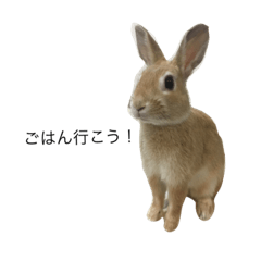 [LINEスタンプ] うさぎのシナモン