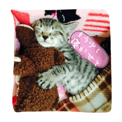 [LINEスタンプ] Baby cat STAMPの画像（メイン）