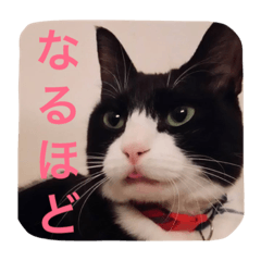 [LINEスタンプ] ねこの桧と桐＆犬のジン