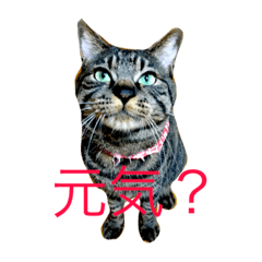[LINEスタンプ] 俺、アンディ。