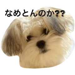 [LINEスタンプ] 愛犬ひめちゃん♡