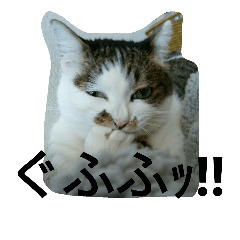 [LINEスタンプ] 茶々のスタンプ①