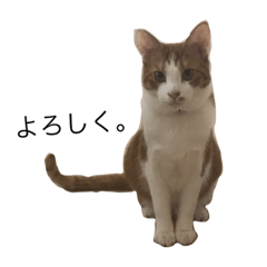 [LINEスタンプ] 茶色のチャック2 茶トラ白