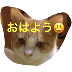 [LINEスタンプ] キチにゃん