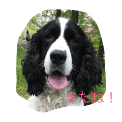 [LINEスタンプ] イングリッシュスプリンガー