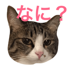 [LINEスタンプ] ランラン①