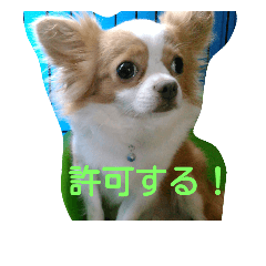 [LINEスタンプ] 愛犬君たち