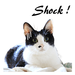 [LINEスタンプ] Black and White Cat Cat Cat