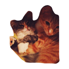 [LINEスタンプ] お家猫