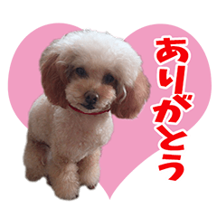 [LINEスタンプ] ティアラのぷりてぃ♡スタンプ