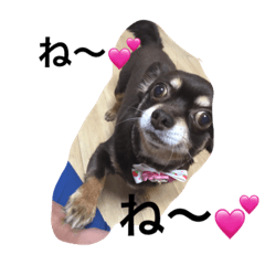 [LINEスタンプ] 私はチワワ