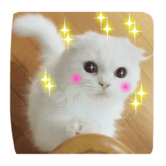 [LINEスタンプ] みるくの日常で使えるスタンプ