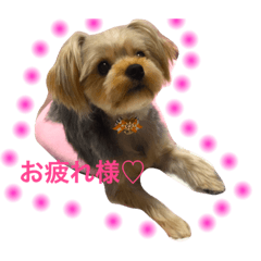[LINEスタンプ] 愛犬ラピ  〜ヨークシャテリア〜〜の画像（メイン）