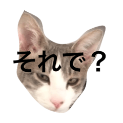 [LINEスタンプ] どんち