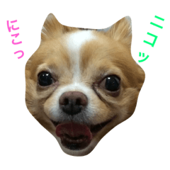 [LINEスタンプ] チワワのエアくん