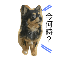 [LINEスタンプ] チワワ..