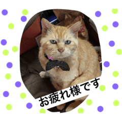 [LINEスタンプ] 常滑 ほたる子猫店長 とらじ 1