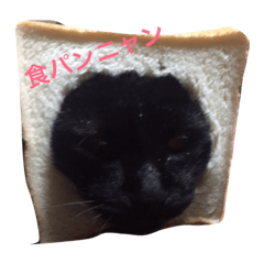 [LINEスタンプ] ももにゃんの日常