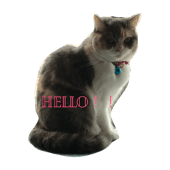 [LINEスタンプ] ねこねこたち