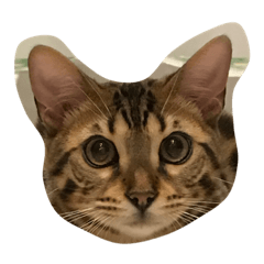 [LINEスタンプ] Tiger？ Cat