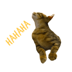 [LINEスタンプ] 可愛いな 猫「樂樂」 第二彈