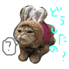 [LINEスタンプ] ねこのうに2
