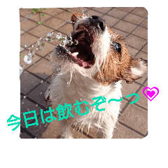 [LINEスタンプ] いぬちーむ