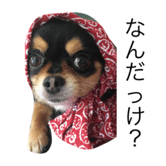 [LINEスタンプ] チワワの愛ちゃん