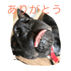 [LINEスタンプ] 黒犬エイトくん