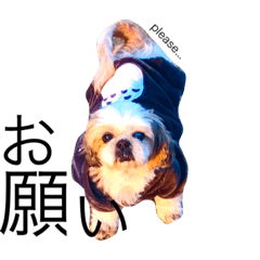 [LINEスタンプ] 犬と猫とうさぎとハムスター