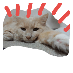 [LINEスタンプ] ノルウェージャンのみんと君