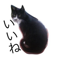 [LINEスタンプ] 野良猫 親分さん